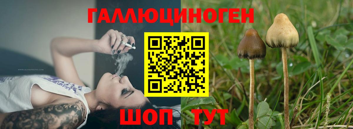 Галлюциногенные грибы MAGIC MUSHROOMS  Вход с VPN  Иркутск  как найти   Галлюциногенные грибы Psilocybe 